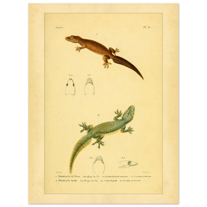 Hemidactylus-Illustrationen: Péron- und Bogengecko, Herpetologie-Druck (30x40 cm). Alte wissenschaftliche Tafel mit zwei Eidechsen und Detailstudien ihrer Köpfe, mit gedruckten Bildunterschriften, die die Arten als 'Hemidactyle de Pérou' und 'Hemidactyle borde' ausweisen.
