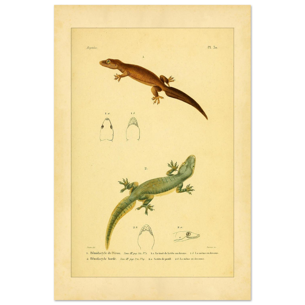 Hemidactylus-Illustrationen: Péron- und Bogengecko, Herpetologie-Druck (40x60 cm). Alte wissenschaftliche Tafel mit zwei Eidechsen und Detailstudien ihrer Köpfe, mit gedruckten Bildunterschriften, die die Arten als 'Hemidactyle de Pérou' und 'Hemidactyle borde' ausweisen.