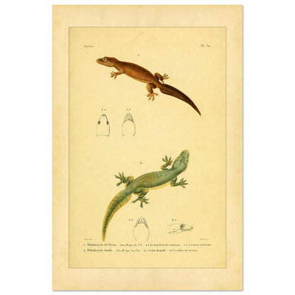 Hemidactylus-Illustrationen: Péron- und Bogengecko, Herpetologie-Druck (40x60 cm). Alte wissenschaftliche Tafel mit zwei Eidechsen und Detailstudien ihrer Köpfe, mit gedruckten Bildunterschriften, die die Arten als 'Hemidactyle de Pérou' und 'Hemidactyle borde' ausweisen.