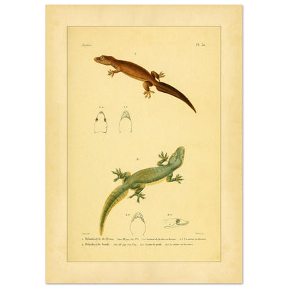 Hemidactylus-Illustrationen: Péron- und Bogengecko, Herpetologie-Druck (42x59,4 cm (A2)). Alte wissenschaftliche Tafel mit zwei Eidechsen und Detailstudien ihrer Köpfe, mit gedruckten Bildunterschriften, die die Arten als 'Hemidactyle de Pérou' und 'Hemidactyle borde' ausweisen.