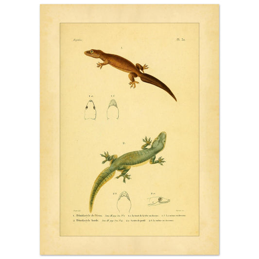 Hemidactylus-Illustrationen: Péron- und Bogengecko, Herpetologie-Druck (50x70 cm). Alte wissenschaftliche Tafel mit zwei Eidechsen und Detailstudien ihrer Köpfe, mit gedruckten Bildunterschriften, die die Arten als 'Hemidactyle de Pérou' und 'Hemidactyle borde' ausweisen.