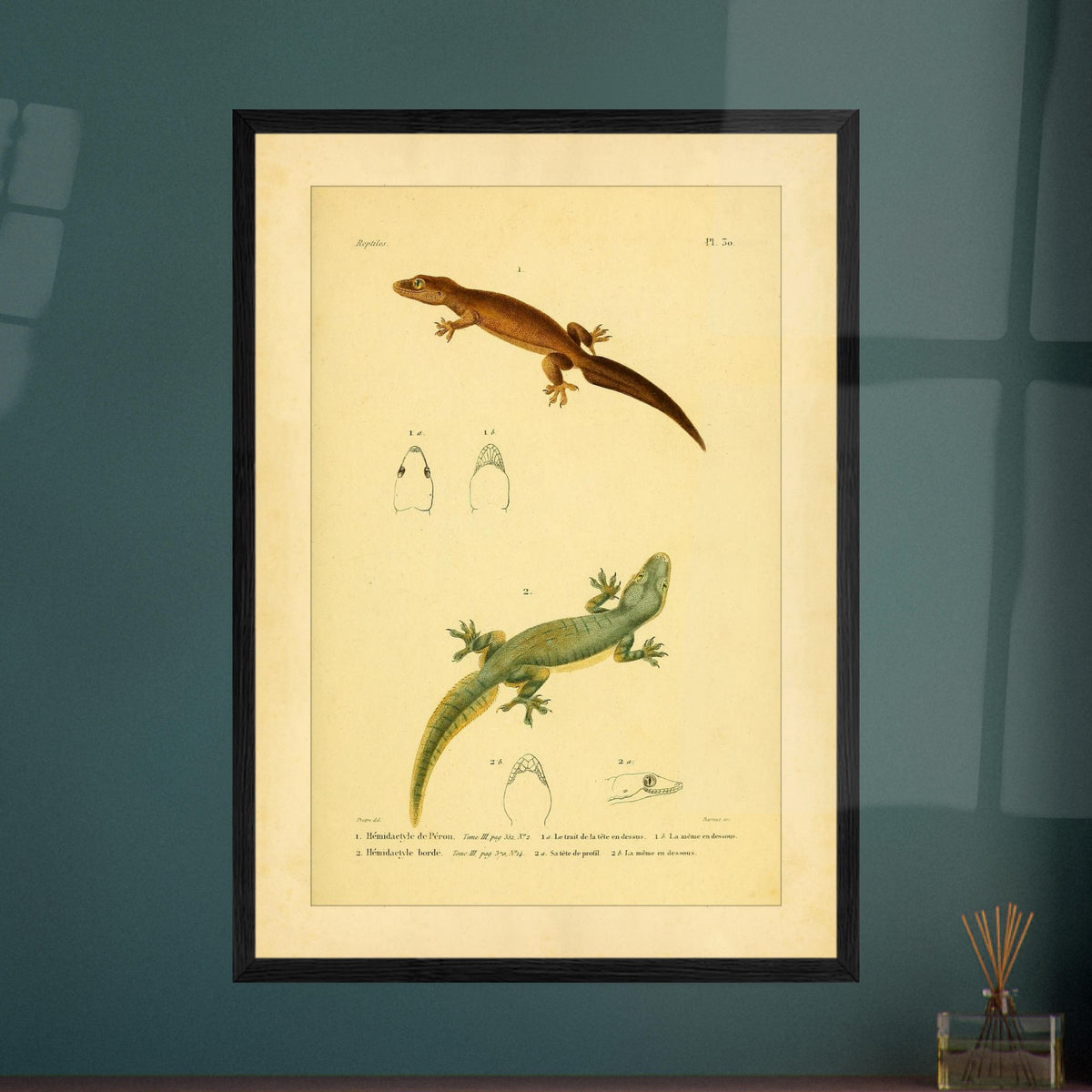 Hemidactylus-Illustrationen: Péron- und Bogengecko, Herpetologie-Druck. Alte wissenschaftliche Tafel mit zwei Eidechsen und Detailstudien ihrer Köpfe, mit gedruckten Bildunterschriften, die die Arten als 'Hemidactyle de Pérou' und 'Hemidactyle borde' ausweisen.