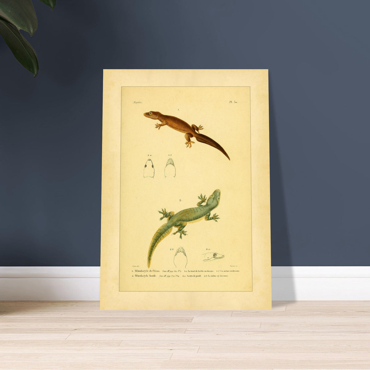 Hemidactylus-Illustrationen: Péron- und Bogengecko, Herpetologie-Druck. Alte wissenschaftliche Tafel mit zwei Eidechsen und Detailstudien ihrer Köpfe, mit gedruckten Bildunterschriften, die die Arten als 'Hemidactyle de Pérou' und 'Hemidactyle borde' ausweisen.