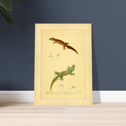 Hemidactylus-Illustrationen: Péron- und Bogengecko, Herpetologie-Druck. Alte wissenschaftliche Tafel mit zwei Eidechsen und Detailstudien ihrer Köpfe, mit gedruckten Bildunterschriften, die die Arten als 'Hemidactyle de Pérou' und 'Hemidactyle borde' ausweisen.