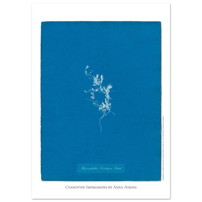 Hymenophyllum Tunbridgense - Cyanotype de Fougère Britannique par Anna Atkins (21x29,7 cm (A4)). Reproduction cyanotype de fougère Hymenophyllum Tunbridgense par Anna Atkins, illustration botanique vintage sur fond bleu.