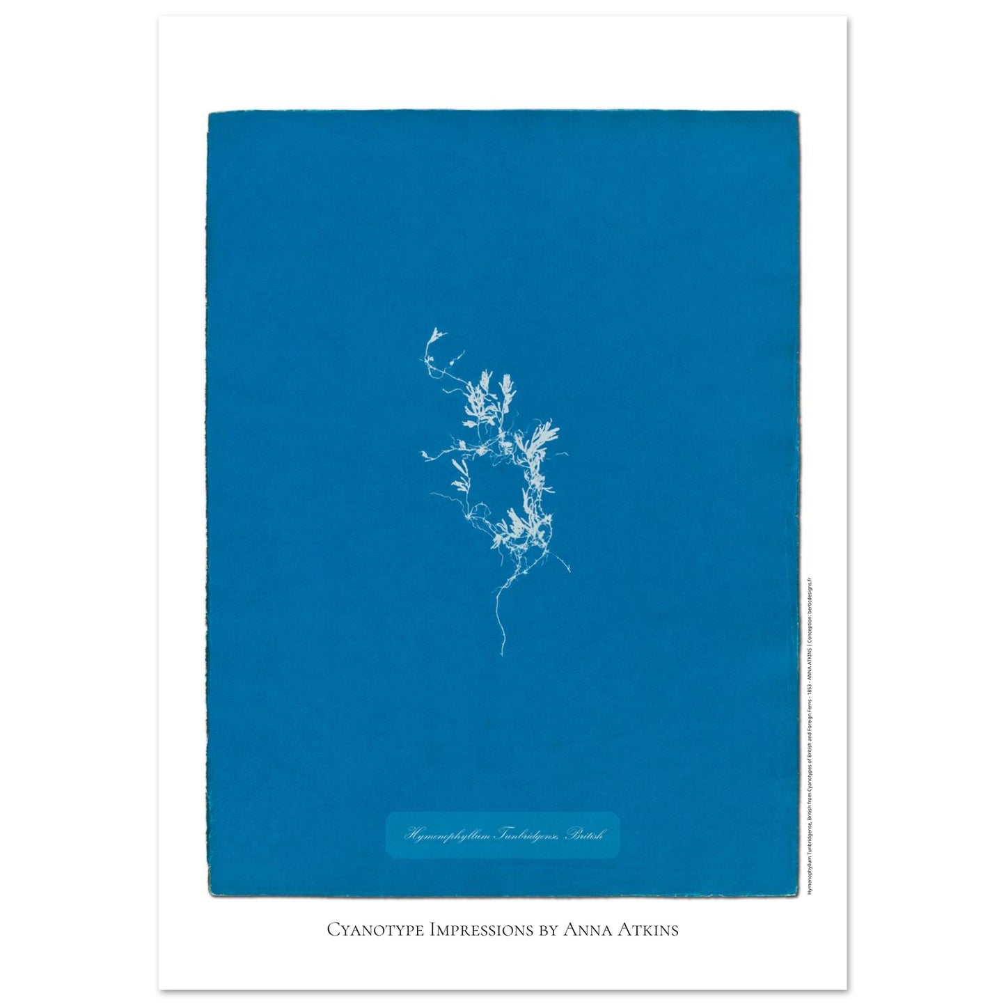Hymenophyllum Tunbridgense - Cyanotype de Fougère Britannique par Anna Atkins (29,7x42 cm (A3)). Reproduction cyanotype de fougère Hymenophyllum Tunbridgense par Anna Atkins, illustration botanique vintage sur fond bleu.
