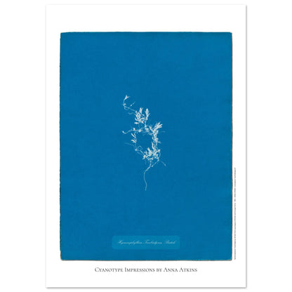 Hymenophyllum Tunbridgense - Cyanotype de Fougère Britannique par Anna Atkins (29,7x42 cm (A3)). Reproduction cyanotype de fougère Hymenophyllum Tunbridgense par Anna Atkins, illustration botanique vintage sur fond bleu.