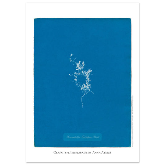 Hymenophyllum Tunbridgense - Cyanotype de Fougère Britannique par Anna Atkins (29,7x42 cm (A3)). Reproduction cyanotype de fougère Hymenophyllum Tunbridgense par Anna Atkins, illustration botanique vintage sur fond bleu.