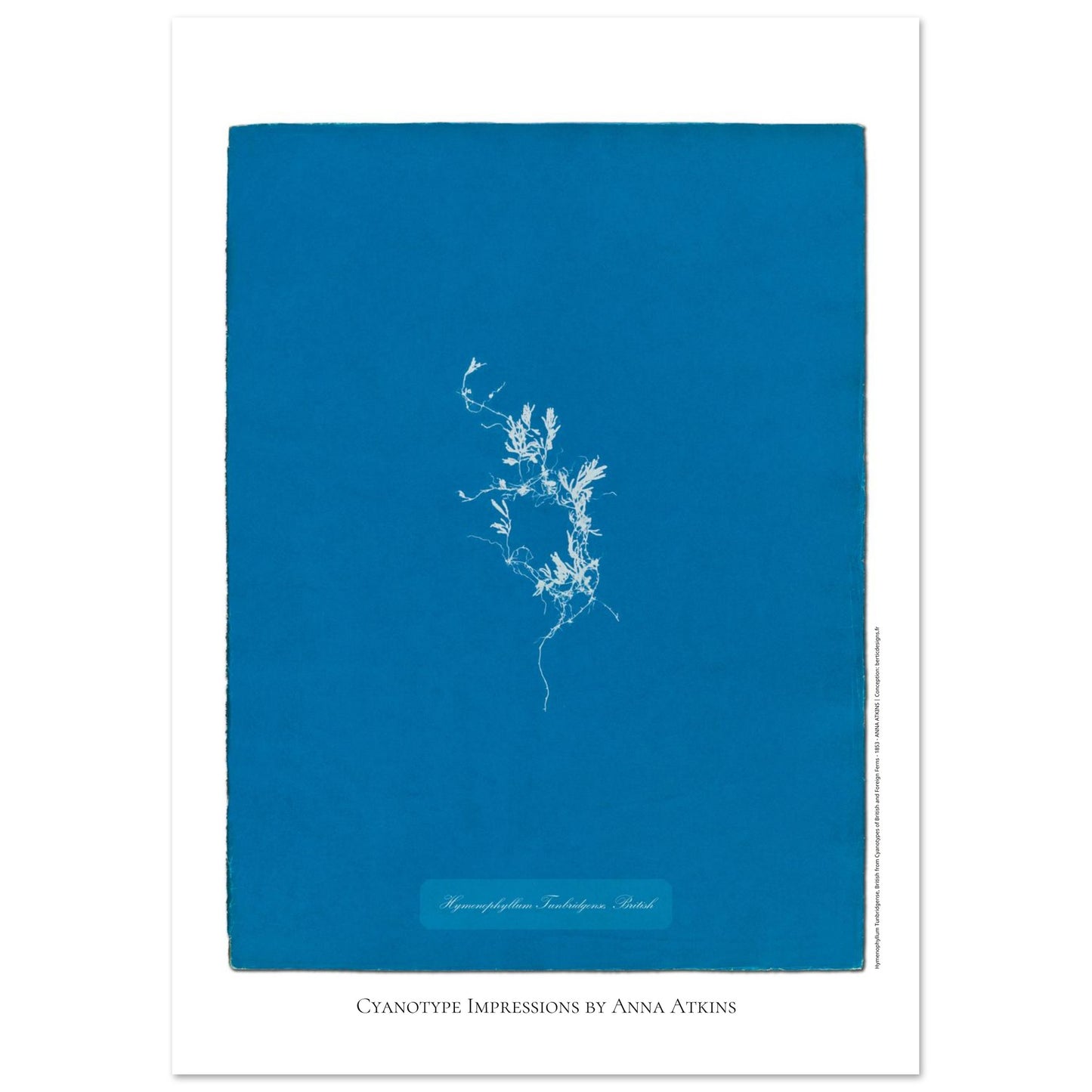 Hymenophyllum Tunbridgense - Cyanotype de Fougère Britannique par Anna Atkins (42x59,4 cm (A2)). Reproduction cyanotype de fougère Hymenophyllum Tunbridgense par Anna Atkins, illustration botanique vintage sur fond bleu.
