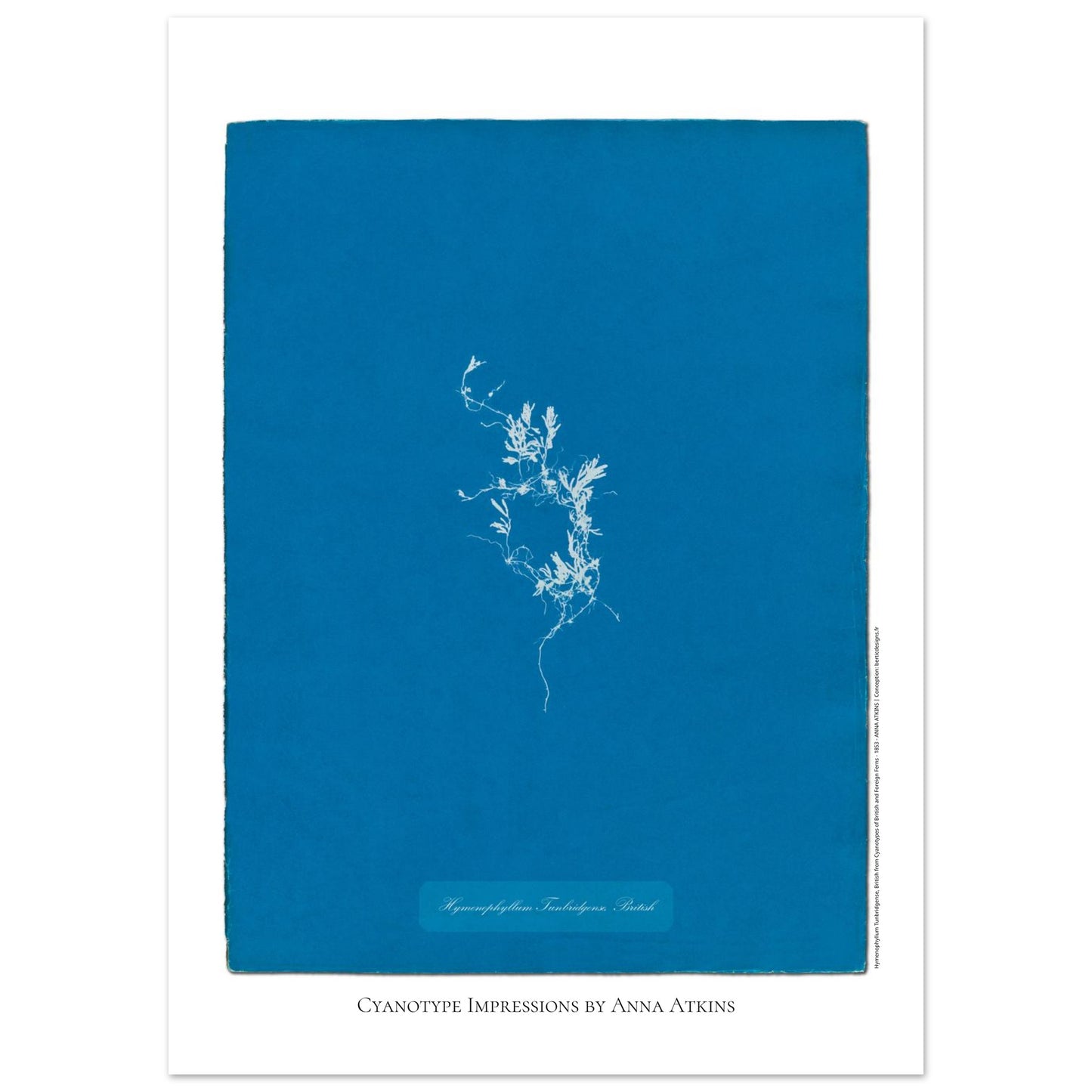Hymenophyllum Tunbridgense - Cyanotype de Fougère Britannique par Anna Atkins (50x70 cm). Reproduction cyanotype de fougère Hymenophyllum Tunbridgense par Anna Atkins, illustration botanique vintage sur fond bleu.