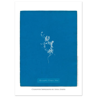 Hymenophyllum Tunbridgense - Cyanotype de Fougère Britannique par Anna Atkins (50x70 cm). Reproduction cyanotype de fougère Hymenophyllum Tunbridgense par Anna Atkins, illustration botanique vintage sur fond bleu.