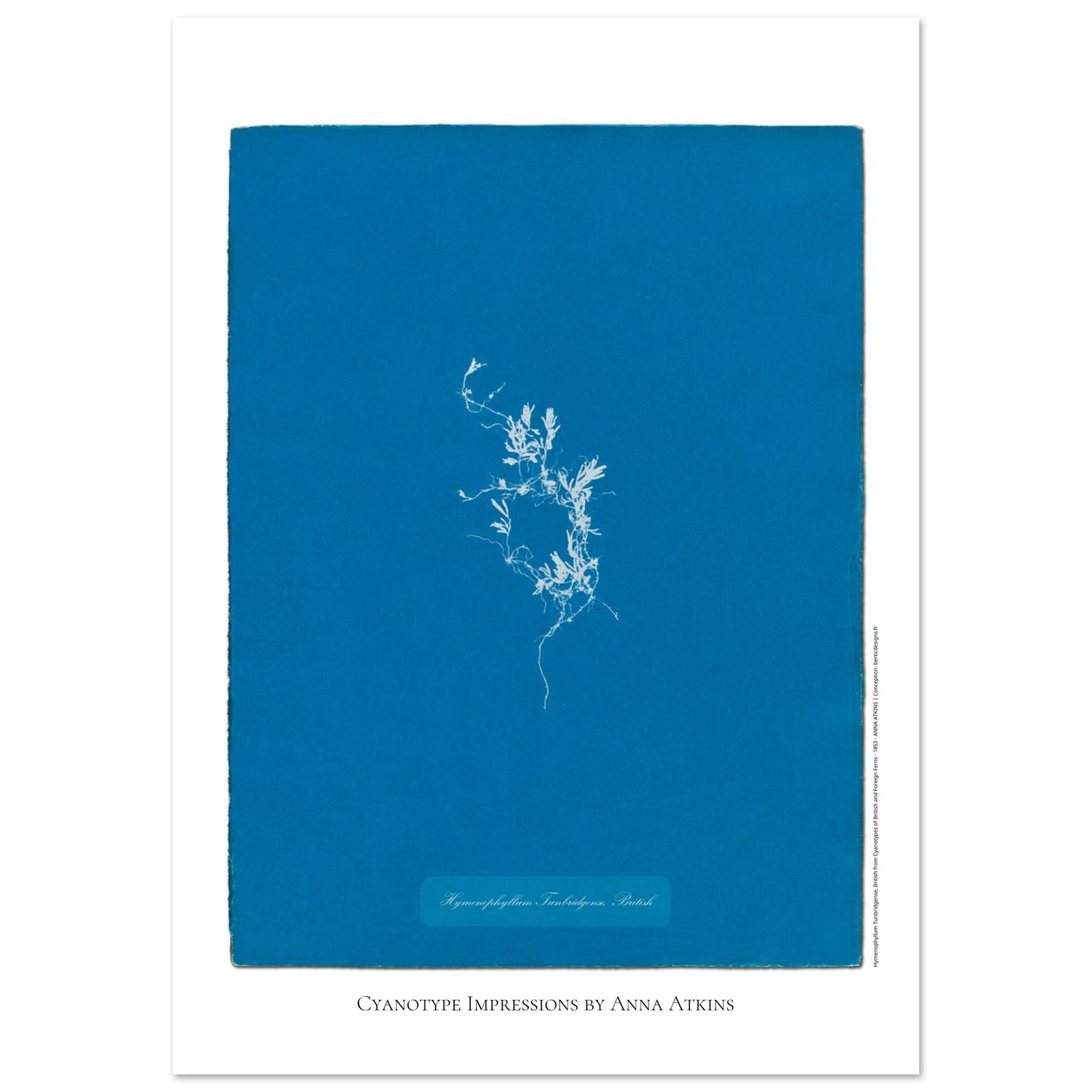 Hymenophyllum Tunbridgense - Cyanotype de Fougère Britannique par Anna Atkins (59,4x84,1 cm (A1)). Reproduction cyanotype de fougère Hymenophyllum Tunbridgense par Anna Atkins, illustration botanique vintage sur fond bleu.