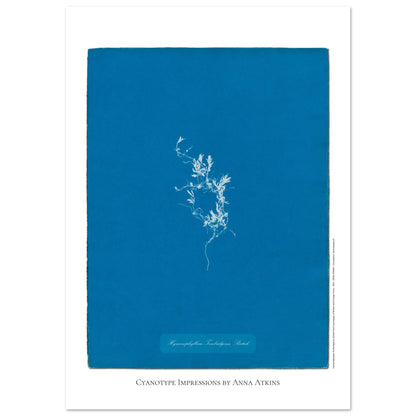Hymenophyllum Tunbridgense - Cyanotype de Fougère Britannique par Anna Atkins (59,4x84,1 cm (A1)). Reproduction cyanotype de fougère Hymenophyllum Tunbridgense par Anna Atkins, illustration botanique vintage sur fond bleu.