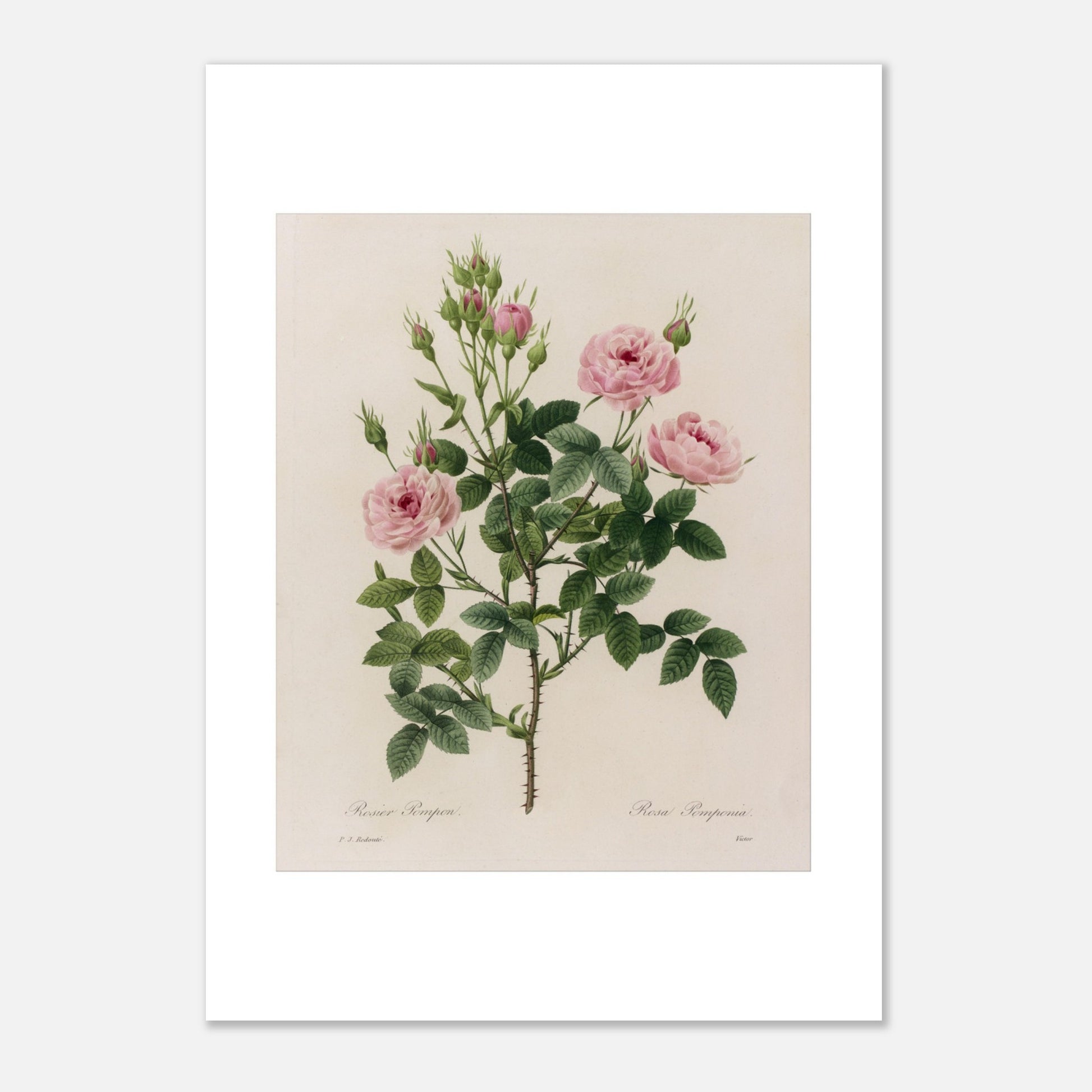 Reproduction illustration botanique Rosier Pompon Redouté (21x29,7 cm (A4)). Planche naturaliste ancienne d'un rosier Pompon par Pierre-Joseph Redouté, montrant une tige avec plusieurs fleurs roses et des boutons.
