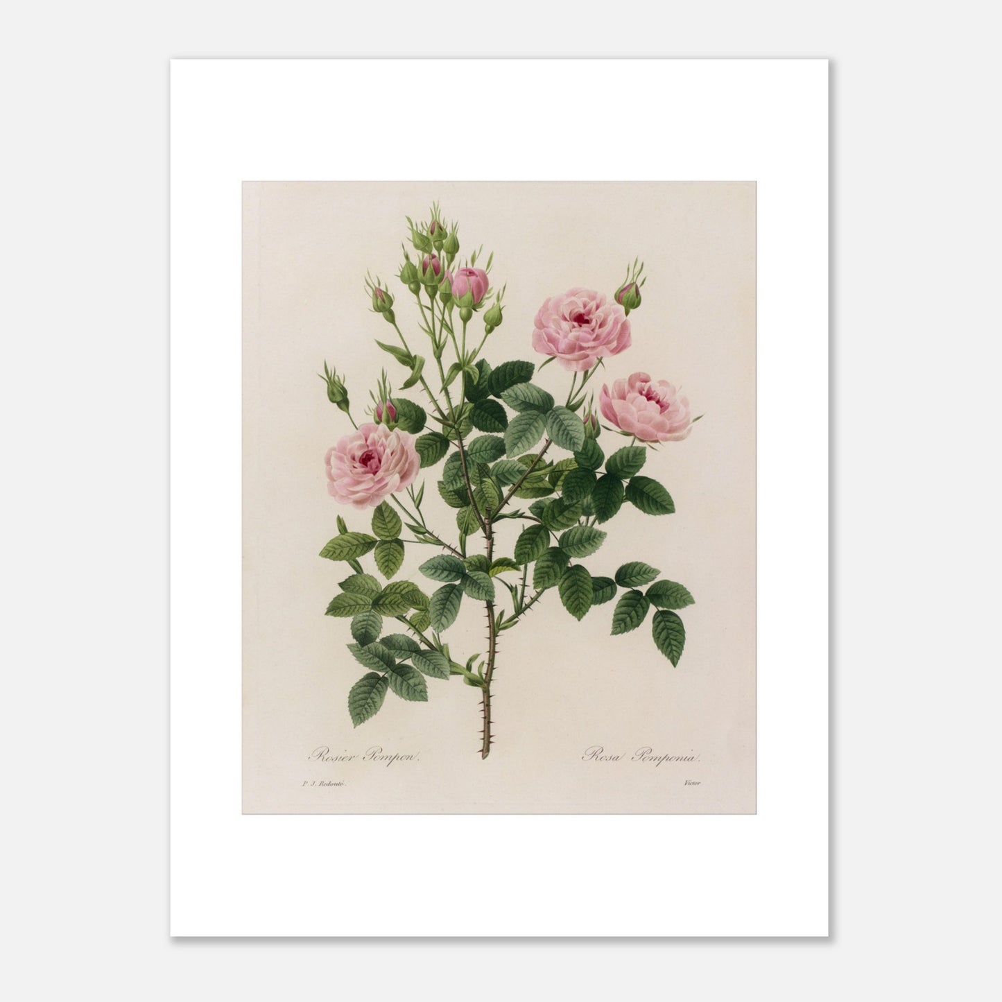 Reproduction illustration botanique Rosier Pompon Redouté (30x40 cm). Planche naturaliste ancienne d'un rosier Pompon par Pierre-Joseph Redouté, montrant une tige avec plusieurs fleurs roses et des boutons.