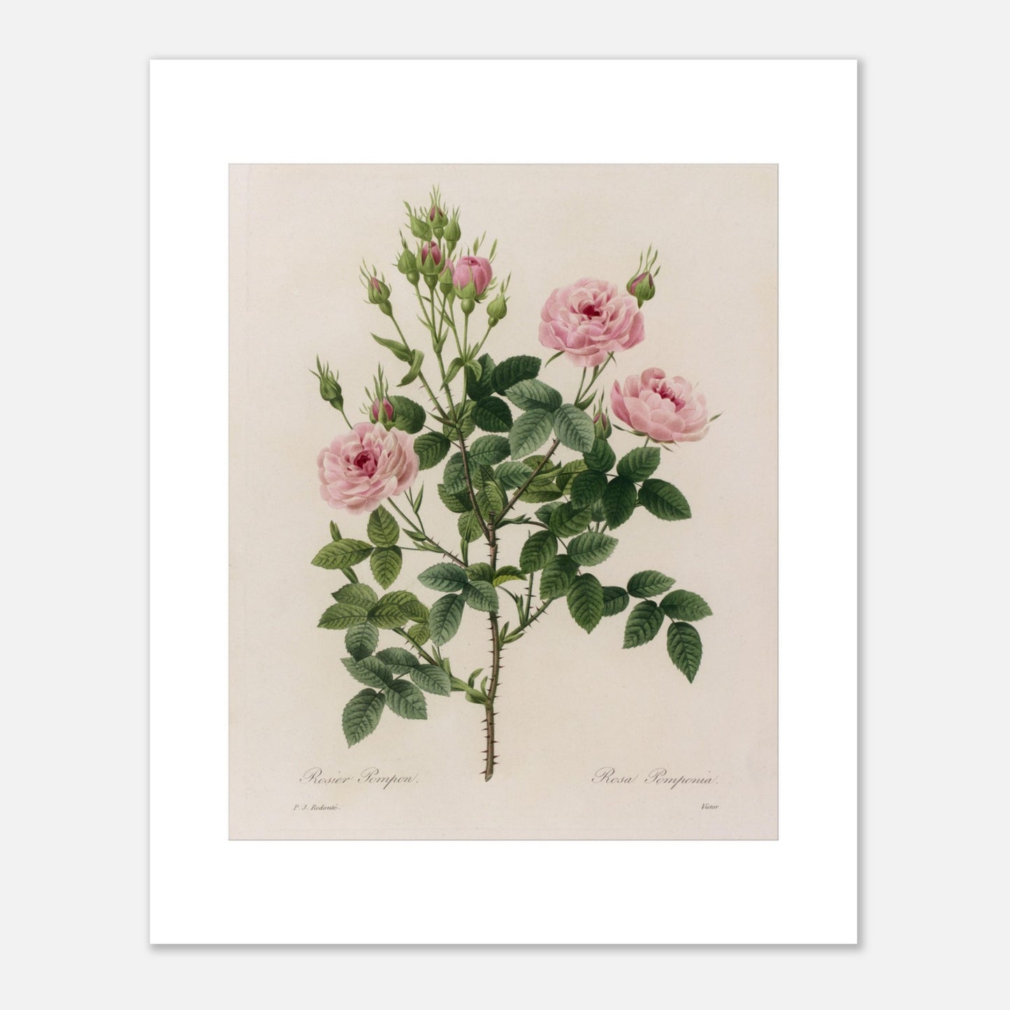 Reproduction illustration botanique Rosier Pompon Redouté (40x50 cm). Planche naturaliste ancienne d'un rosier Pompon par Pierre-Joseph Redouté, montrant une tige avec plusieurs fleurs roses et des boutons.