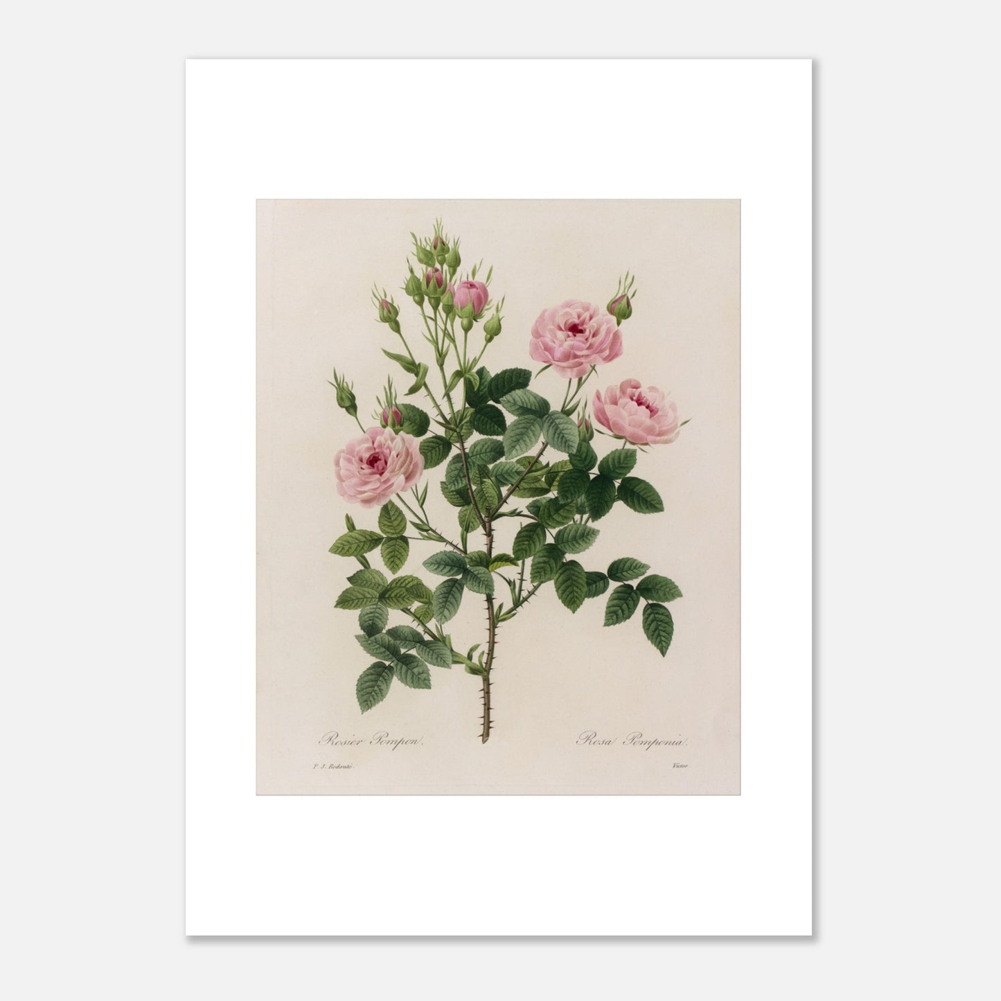 Reproduction illustration botanique Rosier Pompon Redouté (50x70 cm). Planche naturaliste ancienne d'un rosier Pompon par Pierre-Joseph Redouté, montrant une tige avec plusieurs fleurs roses et des boutons.