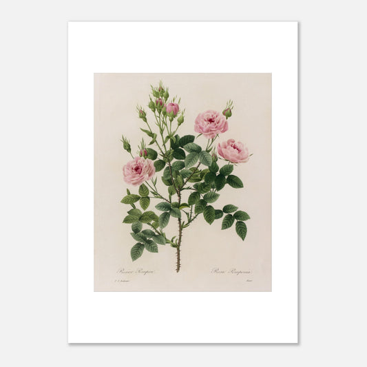Reproduction illustration botanique Rosier Pompon Redouté (50x70 cm). Planche naturaliste ancienne d'un rosier Pompon par Pierre-Joseph Redouté, montrant une tige avec plusieurs fleurs roses et des boutons.