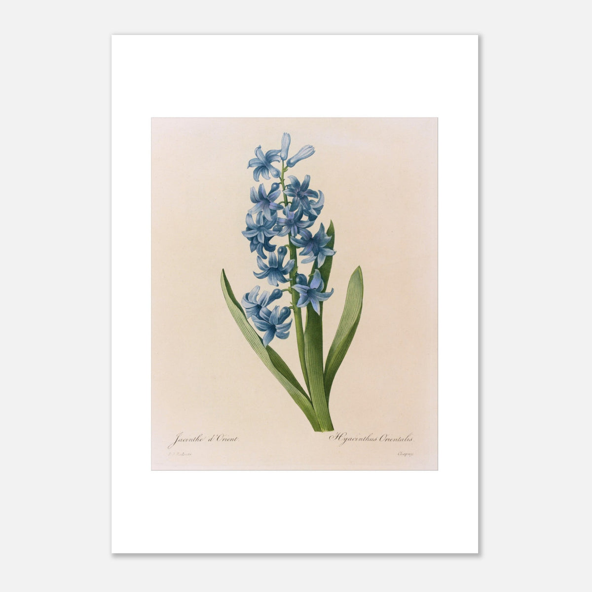 Antica riproduzione naturalista Giacinto d'Oriente Blu di Pierre-Joseph Redouté (29,7x42 cm (A3)). Tavola botanica di Pierre-Joseph Redouté raffigurante un giacinto orientale blu, con foglie verdi.