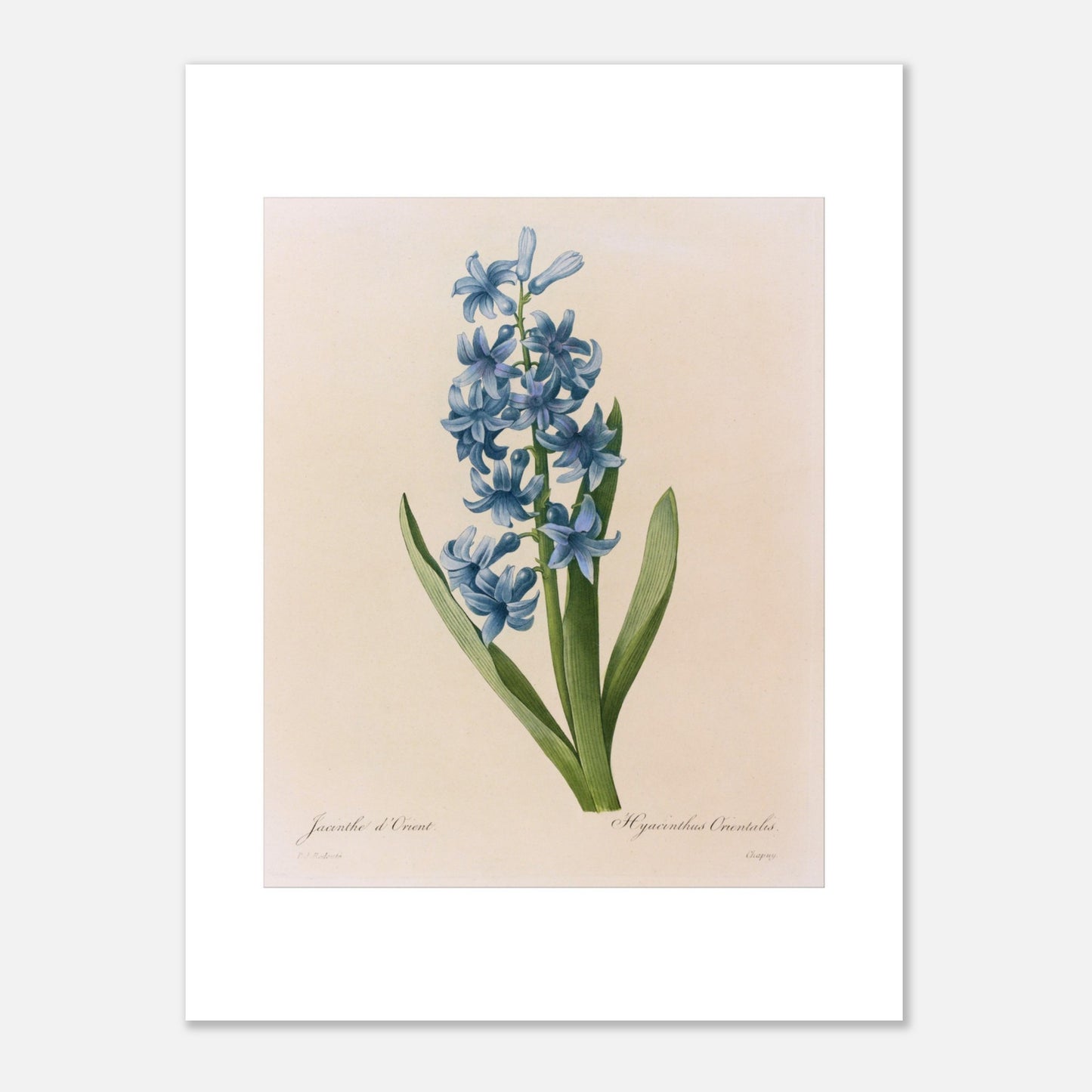 Reproduction naturaliste ancienne Jacinthe d’Orient Bleue par Pierre-Joseph Redouté (30x40 cm). Planche botanique de Pierre-Joseph Redouté représentant une jacinthe d'Orient bleue, avec des feuilles vertes.