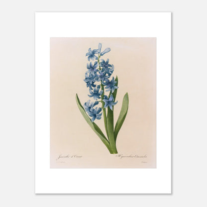Reproduction naturaliste ancienne Jacinthe d’Orient Bleue par Pierre-Joseph Redouté (30x40 cm). Planche botanique de Pierre-Joseph Redouté représentant une jacinthe d'Orient bleue, avec des feuilles vertes.