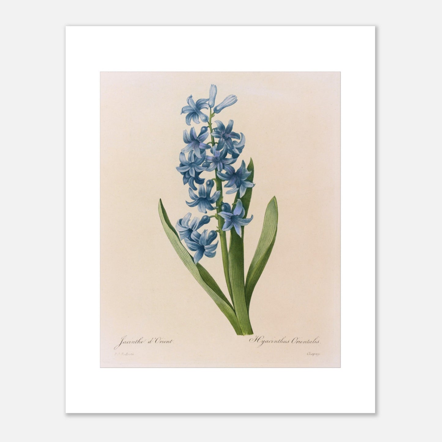 Reproduction naturaliste ancienne Jacinthe d’Orient Bleue par Pierre-Joseph Redouté (40x50 cm). Planche botanique de Pierre-Joseph Redouté représentant une jacinthe d'Orient bleue, avec des feuilles vertes.