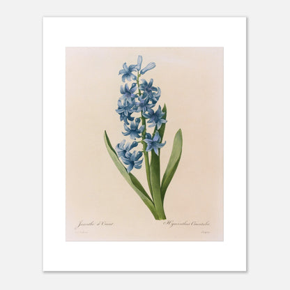 Reproduction naturaliste ancienne Jacinthe d’Orient Bleue par Pierre-Joseph Redouté (40x50 cm). Planche botanique de Pierre-Joseph Redouté représentant une jacinthe d'Orient bleue, avec des feuilles vertes.