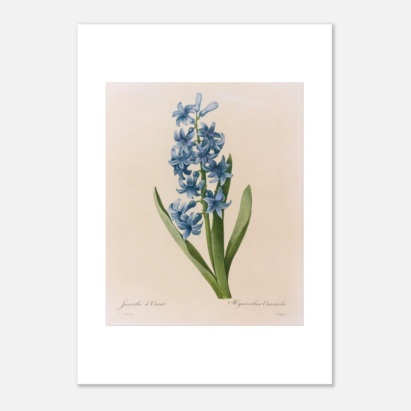 Reproduction naturaliste ancienne Jacinthe d’Orient Bleue par Pierre-Joseph Redouté (42x59,4 cm (A2)). Planche botanique de Pierre-Joseph Redouté représentant une jacinthe d'Orient bleue, avec des feuilles vertes.
