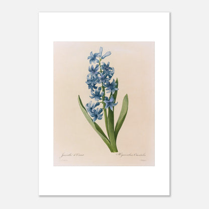 Reproduction naturaliste ancienne Jacinthe d’Orient Bleue par Pierre-Joseph Redouté (50x70 cm). Planche botanique de Pierre-Joseph Redouté représentant une jacinthe d'Orient bleue, avec des feuilles vertes.
