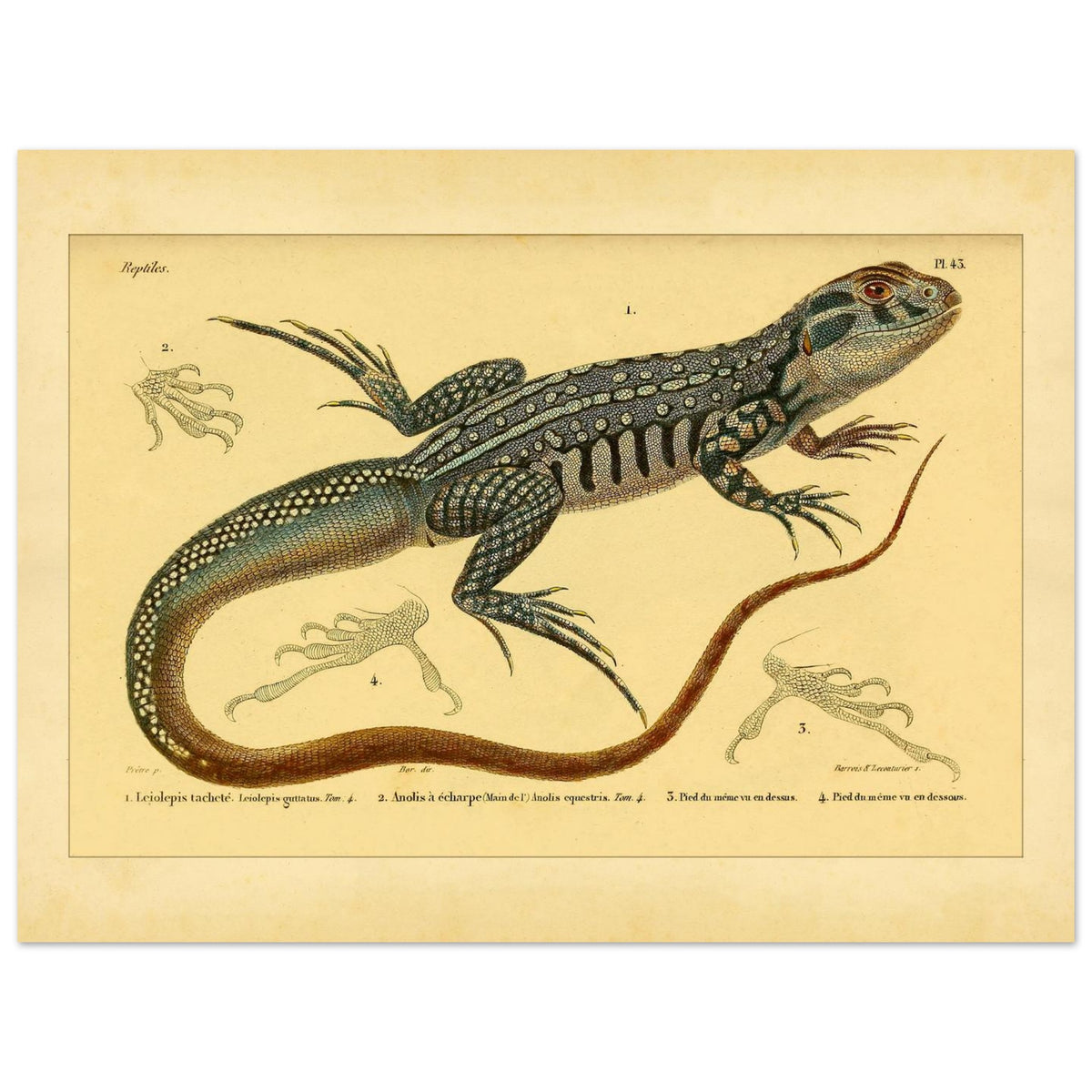 Herpetology Plate: Spotted Leiolipis and Anolis (30x40 cm). Illustration plate of a spotted leiolepis lizard and a ribbon anole, with details of their feet.