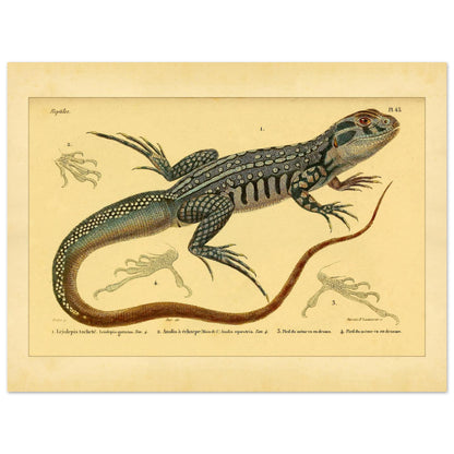 Herpetology Plate: Spotted Leiolipis and Anolis (30x40 cm). Illustration plate of a spotted leiolepis lizard and a ribbon anole, with details of their feet.