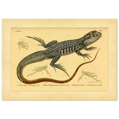 Herpetology Plate: Spotted Leiolipis and Anolis (42x59,4 cm (A2)). Illustration plate of a spotted leiolepis lizard and a ribbon anole, with details of their feet.