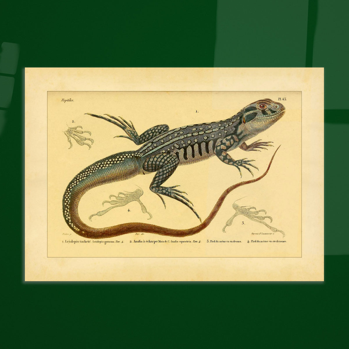 Herpetology Plate: Spotted Leiolipis and Anolis. Illustration plate of a spotted leiolepis lizard and a ribbon anole, with details of their feet.