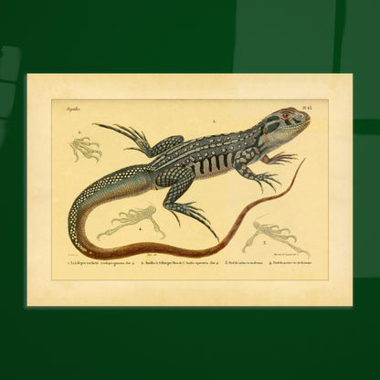 Herpetology Plate: Spotted Leiolipis and Anolis. Illustration plate of a spotted leiolepis lizard and a ribbon anole, with details of their feet.