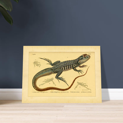 Herpetology Plate: Spotted Leiolipis and Anolis. Illustration plate of a spotted leiolepis lizard and a ribbon anole, with details of their feet.