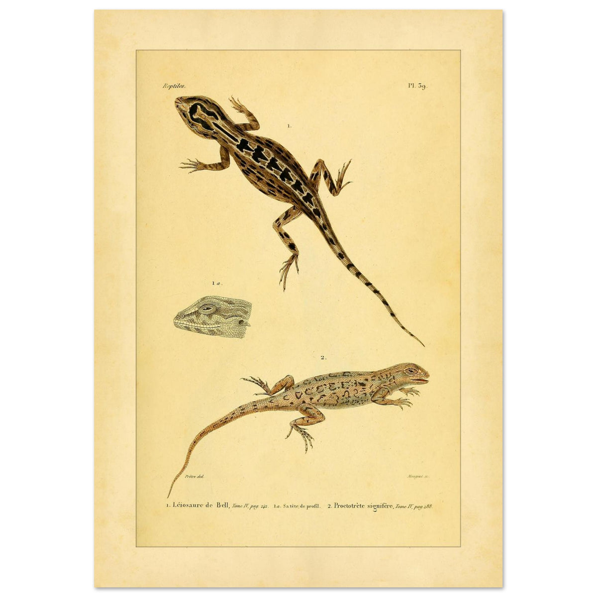 Leiosaurus und Proctotretus: Eidechsen-Illustrationen (21x29,7 cm (A4)). Naturhistorische Illustration zweier Echsen, einer Bells Leiosaurus und eines signierten Proctotretus, mit einer Detailansicht des Kopfes der ersten.