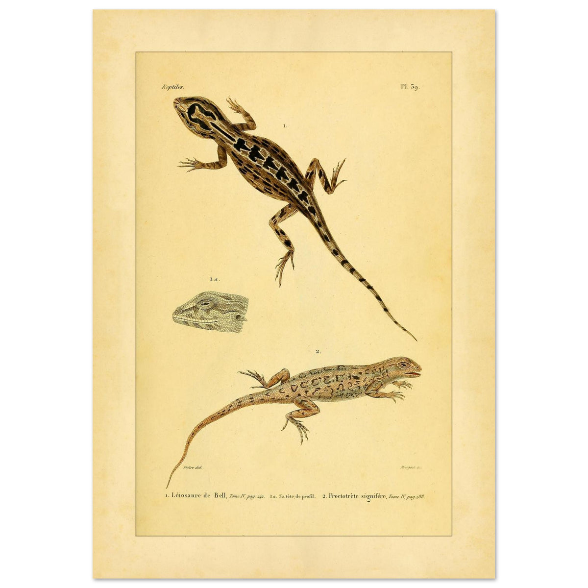 Leiosaurus und Proctotretus: Eidechsen-Illustrationen (29,7x42 cm (A3)). Naturhistorische Illustration zweier Echsen, einer Bells Leiosaurus und eines signierten Proctotretus, mit einer Detailansicht des Kopfes der ersten.
