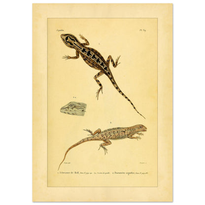 Leiosaurus und Proctotretus: Eidechsen-Illustrationen (29,7x42 cm (A3)). Naturhistorische Illustration zweier Echsen, einer Bells Leiosaurus und eines signierten Proctotretus, mit einer Detailansicht des Kopfes der ersten.