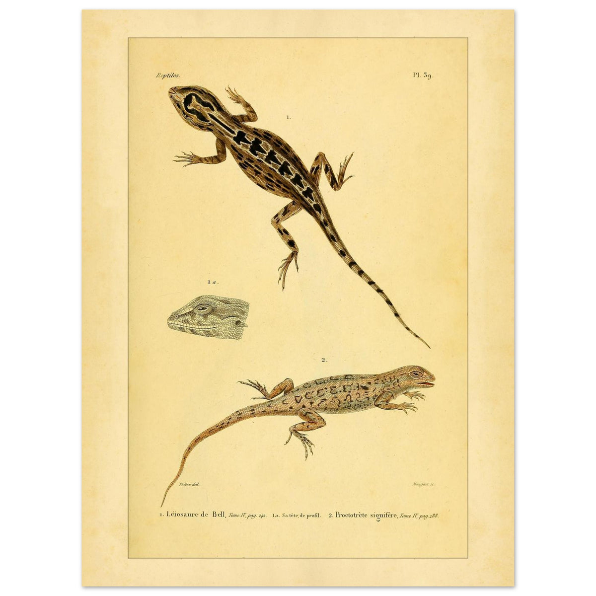 Leiosaurus und Proctotretus: Eidechsen-Illustrationen (30x40 cm). Naturhistorische Illustration zweier Echsen, einer Bells Leiosaurus und eines signierten Proctotretus, mit einer Detailansicht des Kopfes der ersten.