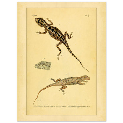 Leiosaurus und Proctotretus: Eidechsen-Illustrationen (30x40 cm). Naturhistorische Illustration zweier Echsen, einer Bells Leiosaurus und eines signierten Proctotretus, mit einer Detailansicht des Kopfes der ersten.