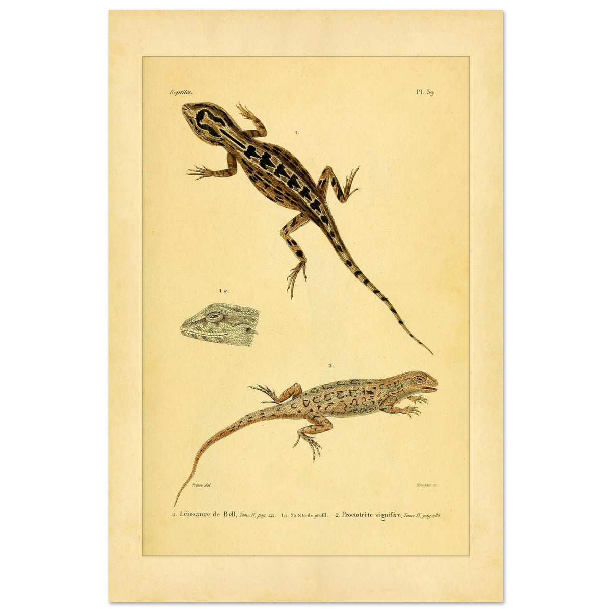 Leiosaurus und Proctotretus: Eidechsen-Illustrationen (40x60 cm). Naturhistorische Illustration zweier Echsen, einer Bells Leiosaurus und eines signierten Proctotretus, mit einer Detailansicht des Kopfes der ersten.