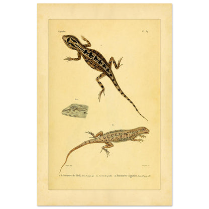 Leiosaurus und Proctotretus: Eidechsen-Illustrationen (40x60 cm). Naturhistorische Illustration zweier Echsen, einer Bells Leiosaurus und eines signierten Proctotretus, mit einer Detailansicht des Kopfes der ersten.