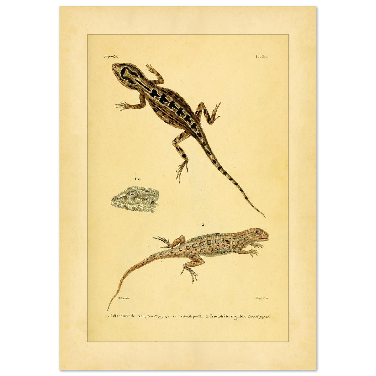 Leiosaurus und Proctotretus: Eidechsen-Illustrationen (42x59,4 cm (A2)). Naturhistorische Illustration zweier Echsen, einer Bells Leiosaurus und eines signierten Proctotretus, mit einer Detailansicht des Kopfes der ersten.
