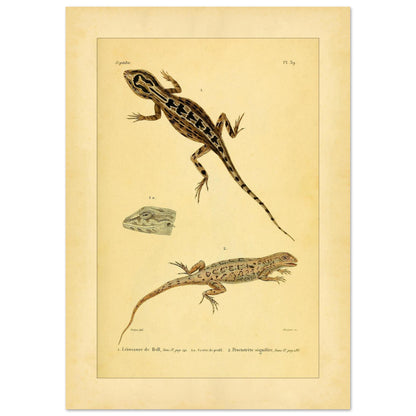 Leiosaurus und Proctotretus: Eidechsen-Illustrationen (42x59,4 cm (A2)). Naturhistorische Illustration zweier Echsen, einer Bells Leiosaurus und eines signierten Proctotretus, mit einer Detailansicht des Kopfes der ersten.