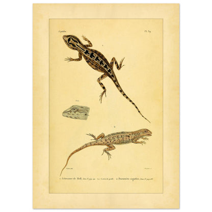 Leiosaurus und Proctotretus: Eidechsen-Illustrationen (50x70 cm). Naturhistorische Illustration zweier Echsen, einer Bells Leiosaurus und eines signierten Proctotretus, mit einer Detailansicht des Kopfes der ersten.