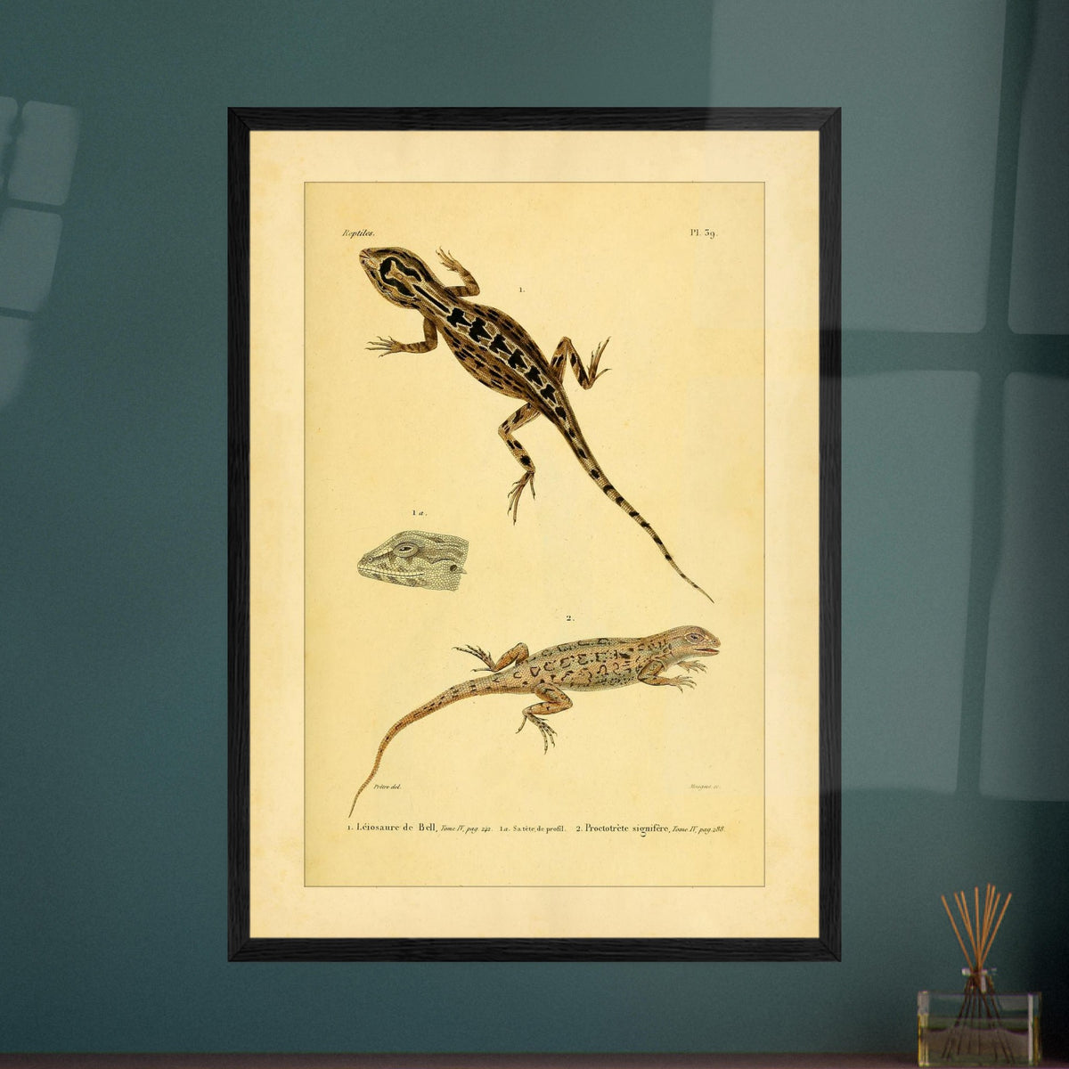 Leiosaurus und Proctotretus: Eidechsen-Illustrationen. Naturhistorische Illustration zweier Echsen, einer Bells Leiosaurus und eines signierten Proctotretus, mit einer Detailansicht des Kopfes der ersten.