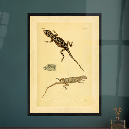 Leiosaurus und Proctotretus: Eidechsen-Illustrationen. Naturhistorische Illustration zweier Echsen, einer Bells Leiosaurus und eines signierten Proctotretus, mit einer Detailansicht des Kopfes der ersten.