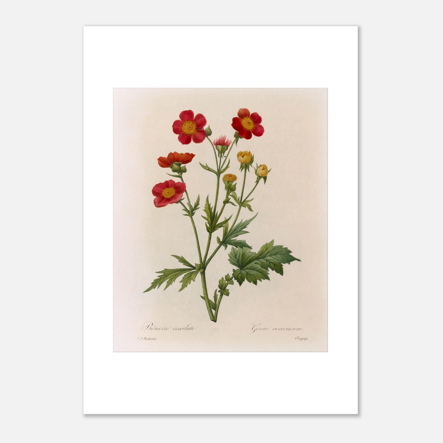 Illustration botanique de la Benoite Écarlate par Pierre-Joseph Redouté (29,7x42 cm (A3)). Planche botanique de Pierre-Joseph Redouté représentant une Benoite écarlate aux fleurs rouges et jaunes avec des feuilles vertes.