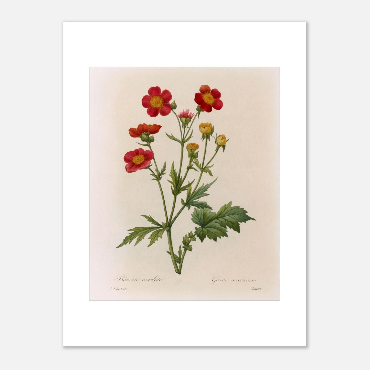 Illustration botanique de la Benoite Écarlate par Pierre-Joseph Redouté (30x40 cm). Planche botanique de Pierre-Joseph Redouté représentant une Benoite écarlate aux fleurs rouges et jaunes avec des feuilles vertes.