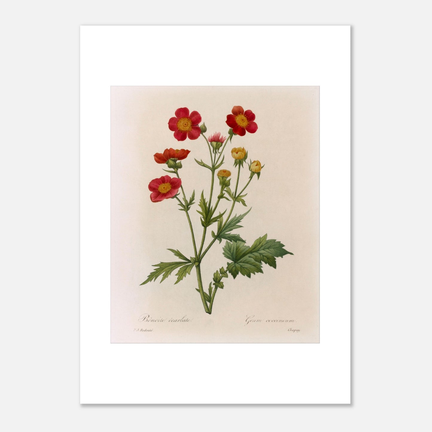 Illustration botanique de la Benoite Écarlate par Pierre-Joseph Redouté (50x70 cm). Planche botanique de Pierre-Joseph Redouté représentant une Benoite écarlate aux fleurs rouges et jaunes avec des feuilles vertes.